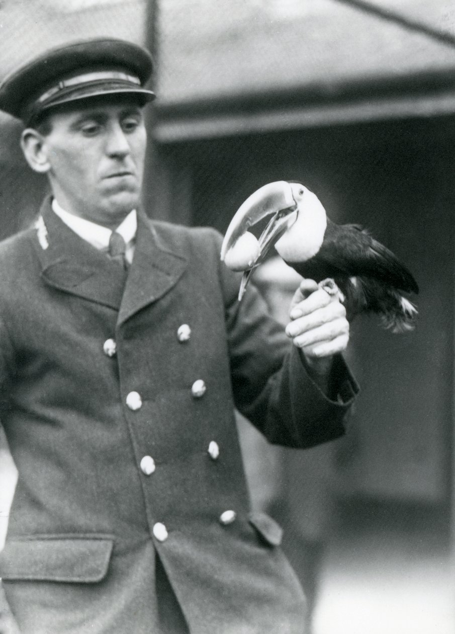Chovatel, Thomas Raggett, držící tukana rudozobého s vejcem v tlamě v londýnské zoo v roce 1924 od Frederick William Bond