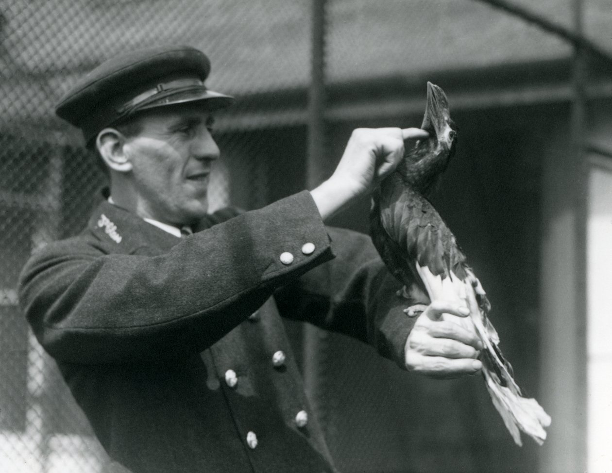 Chovatel, Thomas Raggett, hladící zoborožce velkého indického podle svého účtu v londýnské zoo, 1924 od Frederick William Bond