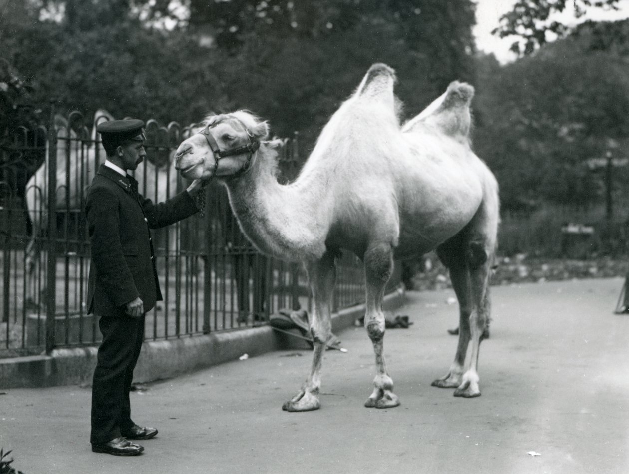 Chovatel W. Styles s dvouhrbým velbloudem v londýnské zoo, červenec 1914 od Frederick William Bond