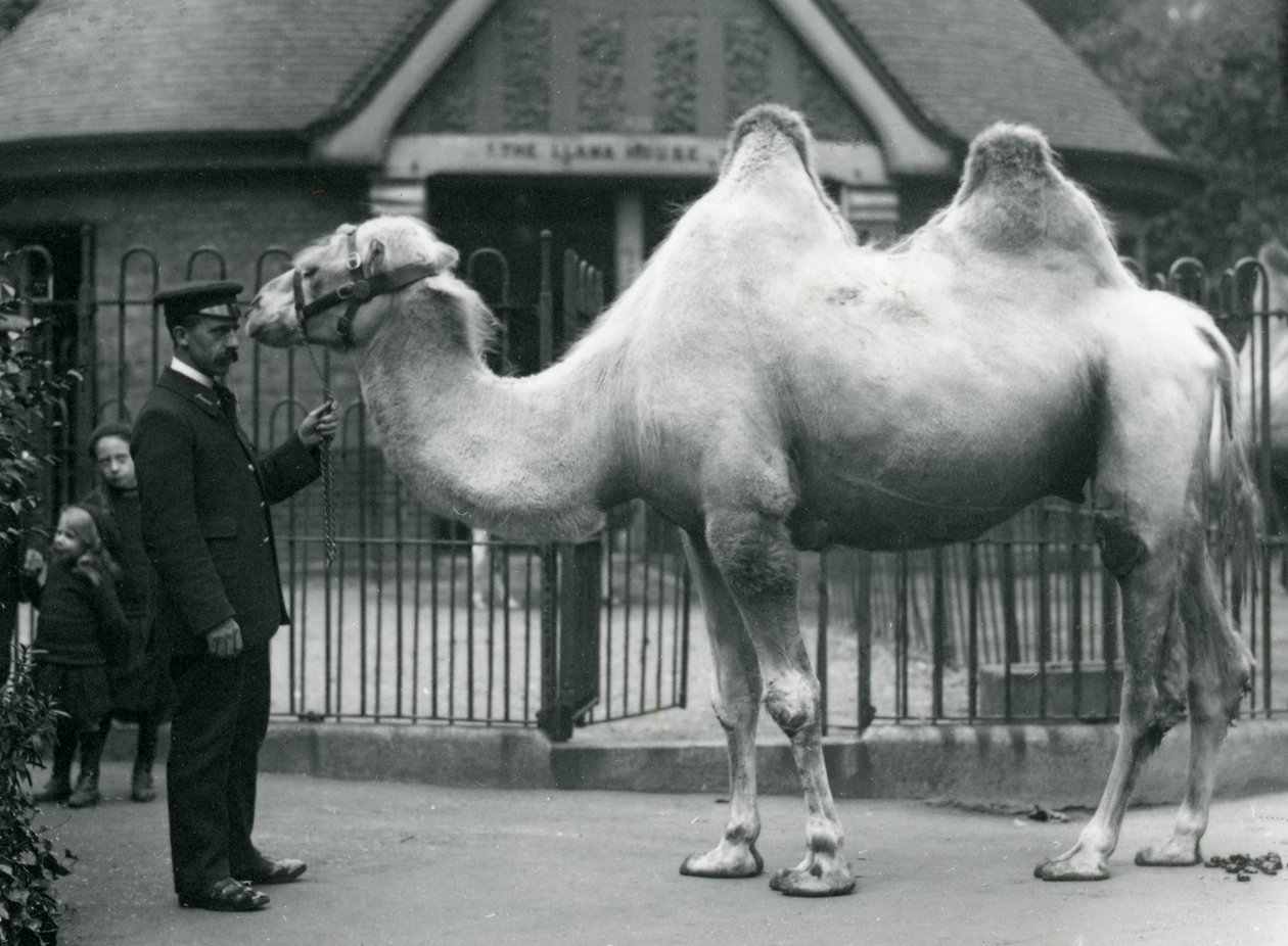 Chovatel W. Styles s dvouhrbým velbloudem před domem lám v londýnské zoo, červenec 1914 od Frederick William Bond