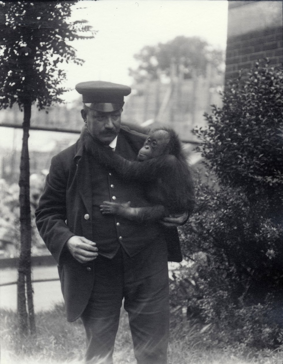 Chovatel Z. Rodwell držící mládě orangutana v londýnské zoo, říjen 1913 od Frederick William Bond