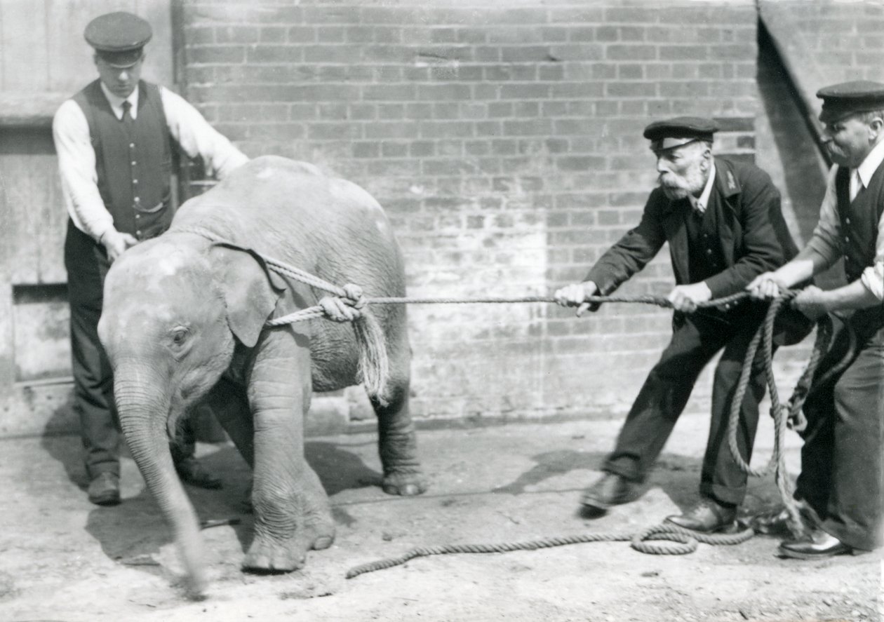 Chovatelé A. Church, Charles Eyles a H. Robertson se snaží vést mládě slona asijského na laně, Londýnská zoo, září 1919 od Frederick William Bond