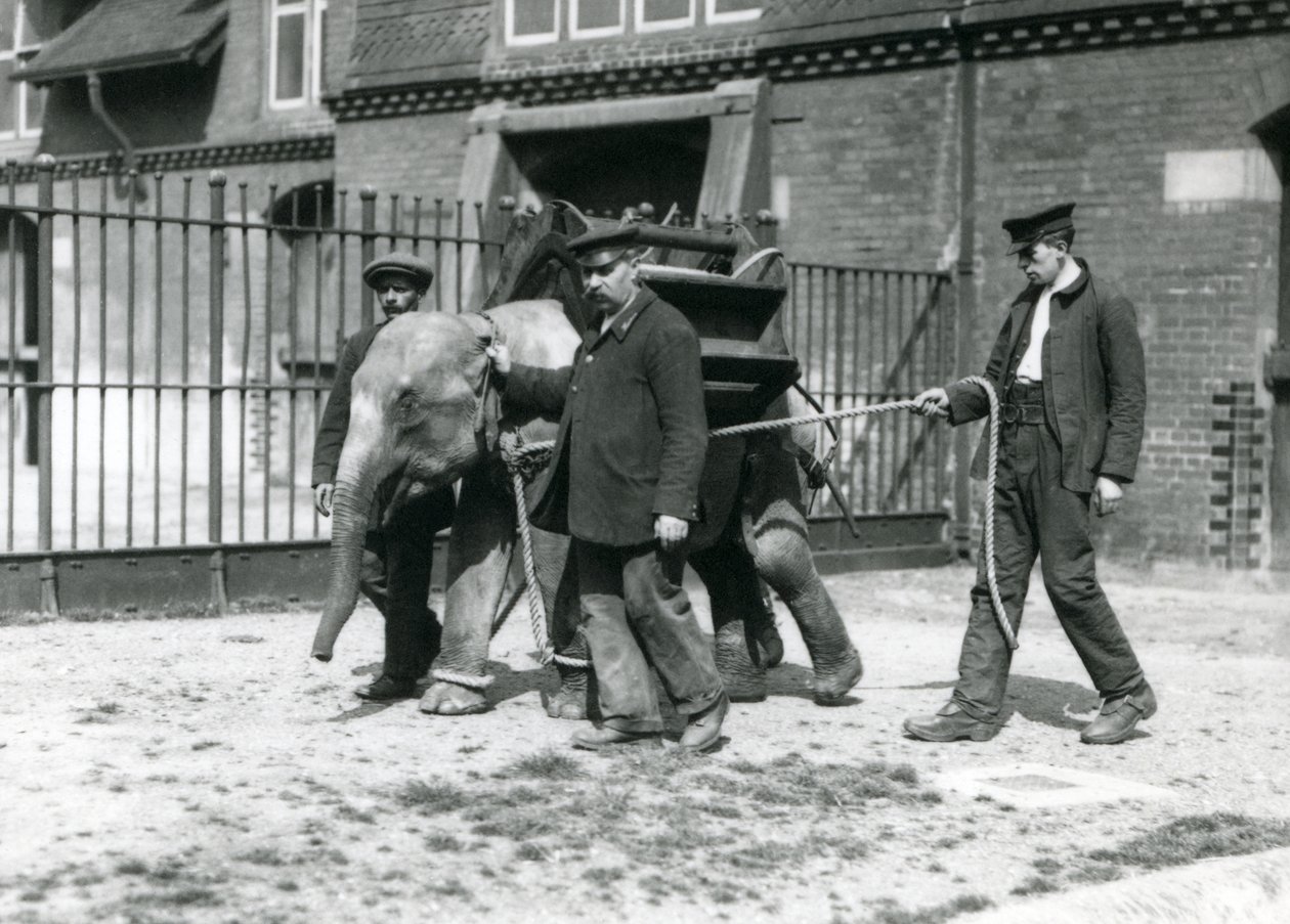 Chovatelé Jack Milbourne, H Robertson a Thomas trénují mladého slona asijského, londýnská zoo, květen 1922 (černobílá fotografie) od Frederick William Bond