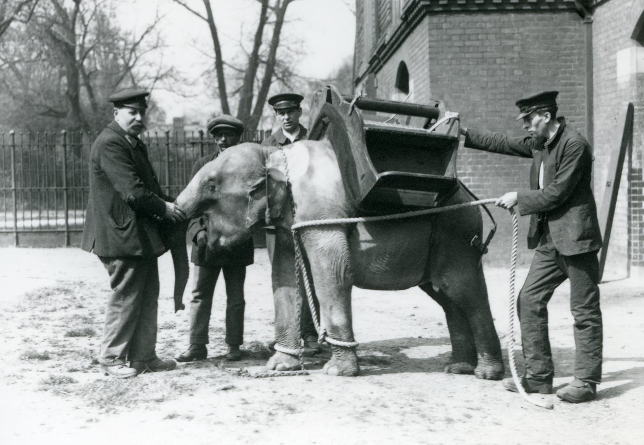 Chovatelé Jack Milbourne, H Robertson a Thomas trénují mladého slona asijského, londýnská zoo, květen 1922 (černobílá fotografie) od Frederick William Bond