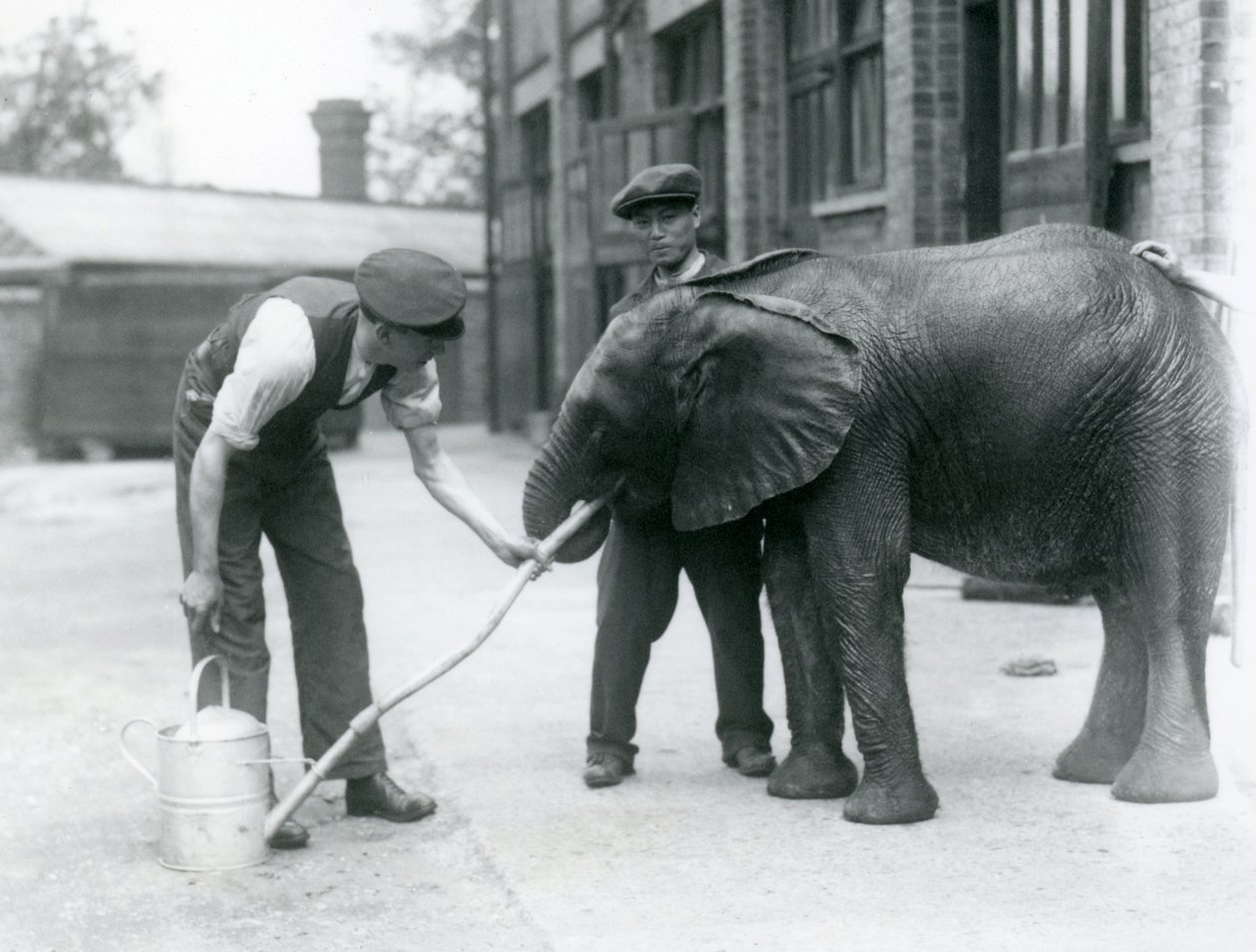 Chovatelé pomáhají mladému samci slona afrického Kiberenge pít z hadice, která byla připevněna ke konvi, Londýnská zoo, červenec 1924 od Frederick William Bond