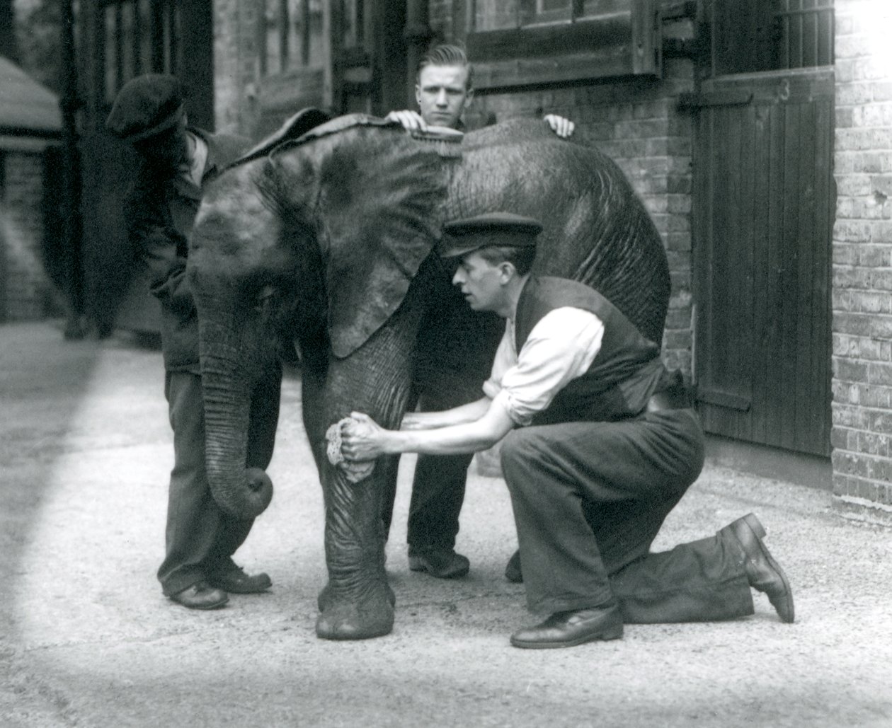 Chovatelé namazali kůži mladého samce slona afrického Kiberenge, londýnská zoo, červenec 1924 od Frederick William Bond