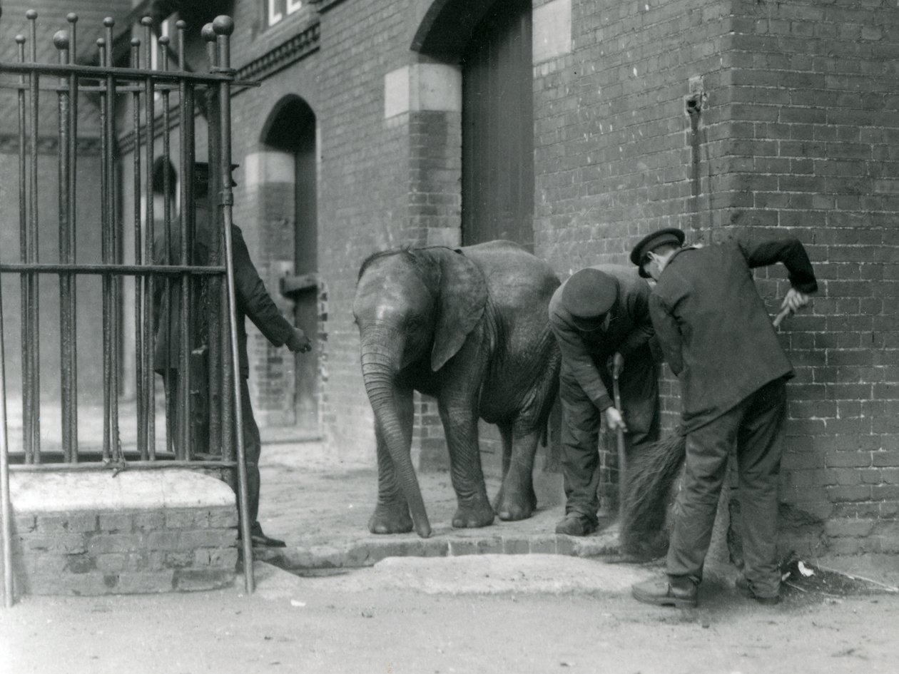Ošetřovatelé s mladým samcem slona afrického Kiberenge, Londýnská zoo, 1924 od Frederick William Bond