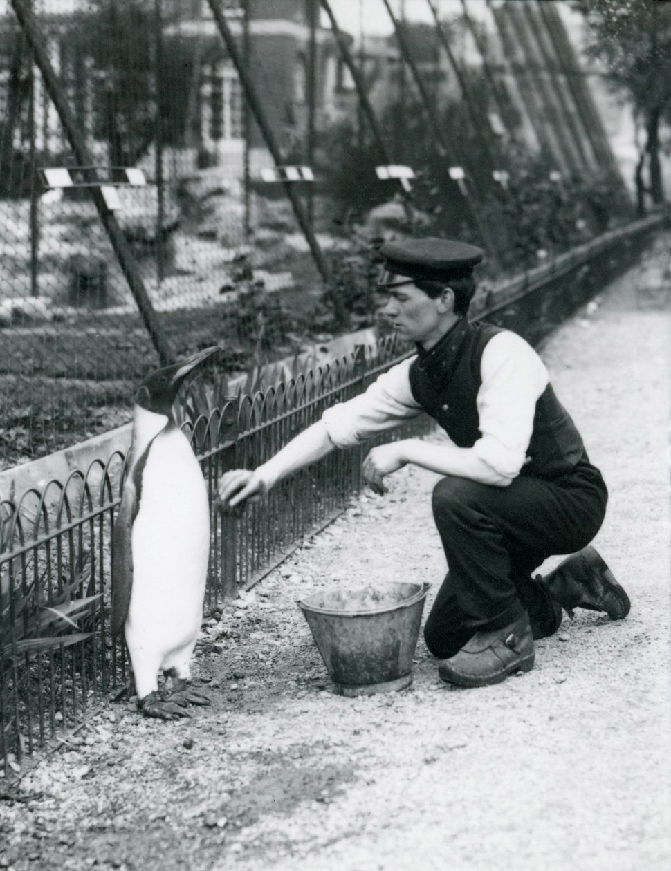 Tučňák krále, kterého chovatel Harry Munro umyl houbou v londýnské zoo v květnu 1914. Munro byl zabit v první světové válce poté, co sloužil v armádě, ve vzducholodí a na protiponorkovém plácnutí od Frederick William Bond