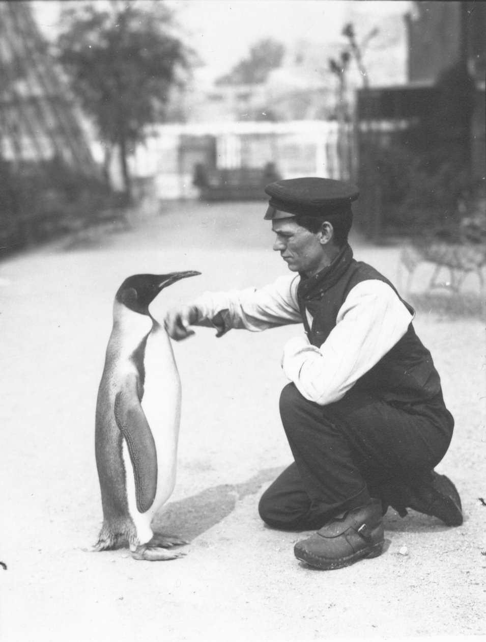 King Penguin, s chovatelem Harry Munro, 1914 od Frederick William Bond