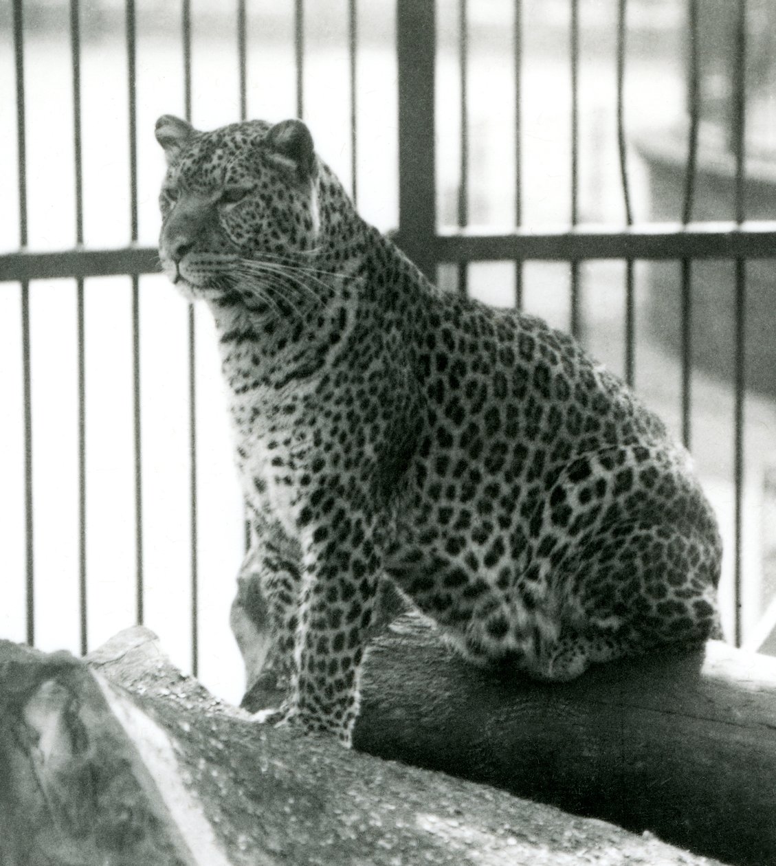 Leopard Rex sedí na kládě ve svém výběhu v londýnské zoo v červnu 1925 od Frederick William Bond