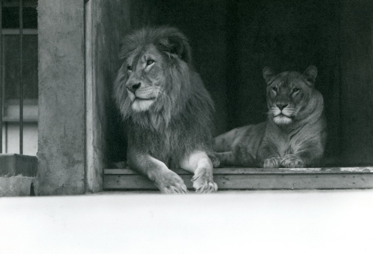 Lev a lvice Kuja a Caroline v ZSL London Zoo, červenec 1924 od Frederick William Bond