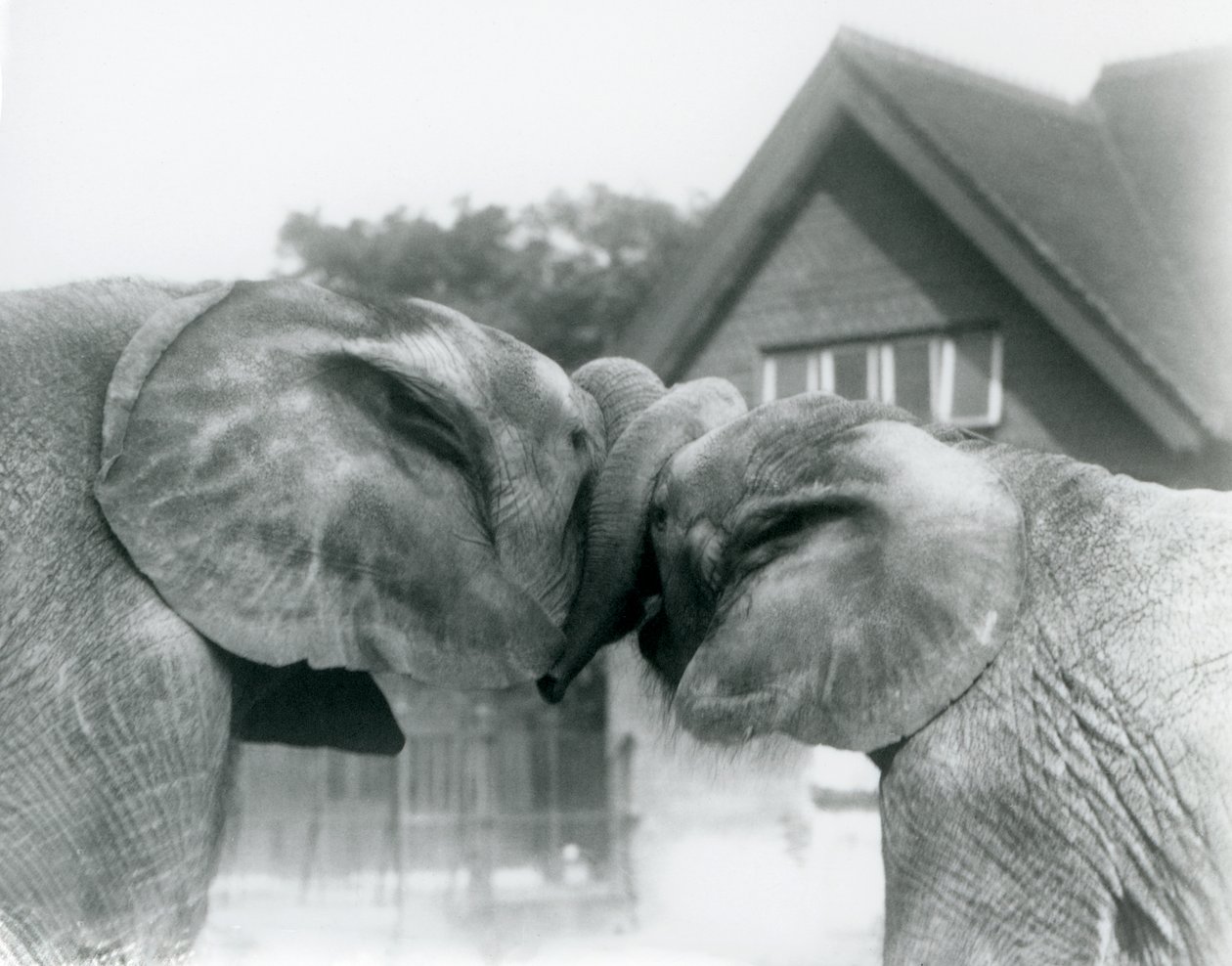 Samec slona afrického Kiberenge a samice slona afrického Hango se v říjnu 1927 zdraví uzlováním chobotů v londýnské zoo. Kiberenge daroval londýnské zoo H.E. Sir Horace Byatt od Frederick William Bond