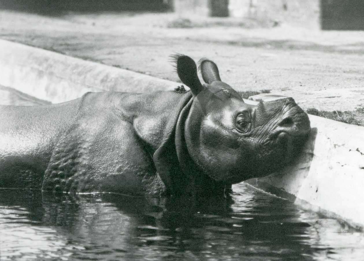 Samec nosorožce indického Felix si užívá koupel v bazénu v londýnské zoo v červnu 1928. od Frederick William Bond