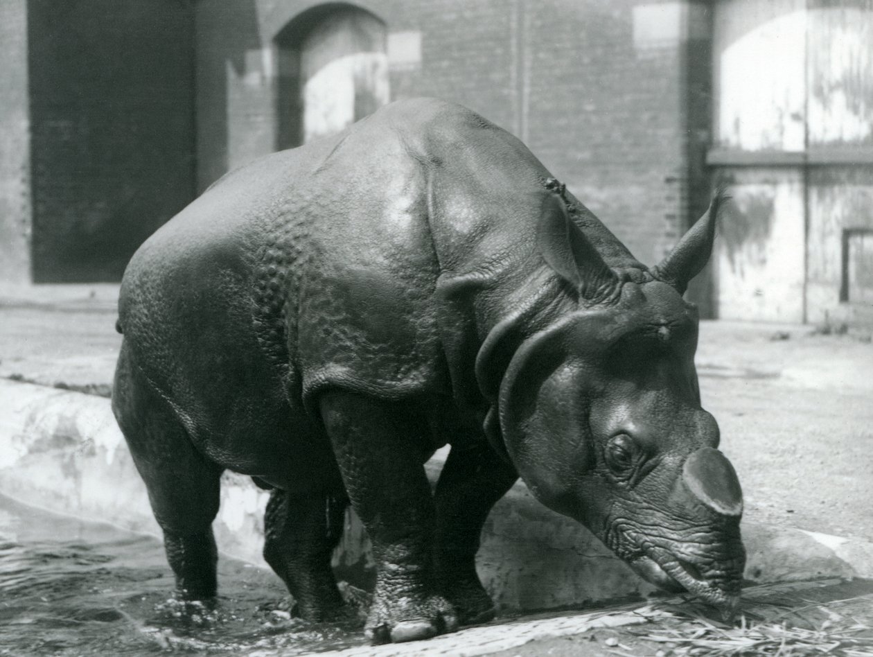 Samec nosorožce indického Felix opouští bazén v londýnské zoo v roce 1928 od Frederick William Bond