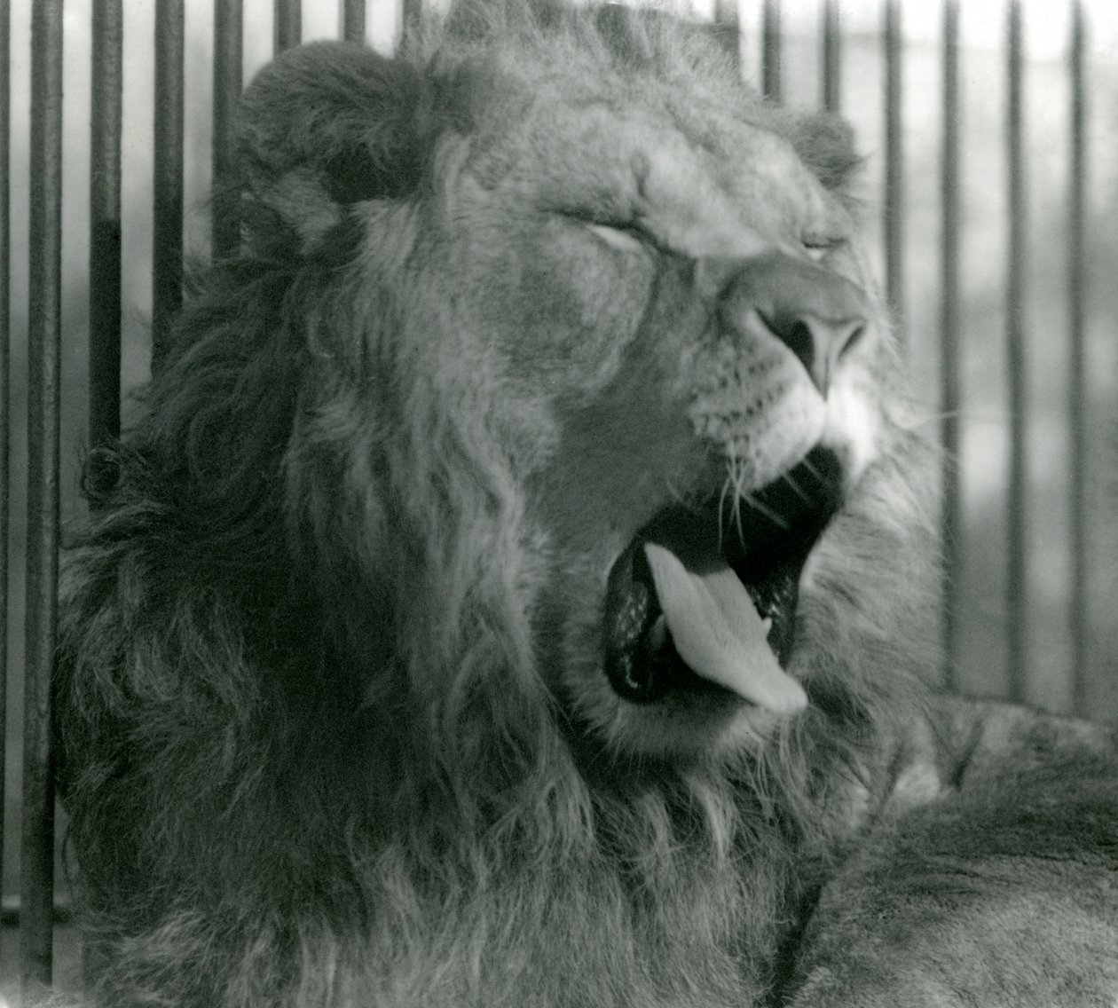 Lví samec Abdullah zívá ve svém výběhu v londýnské zoo v roce 1925. od Frederick William Bond
