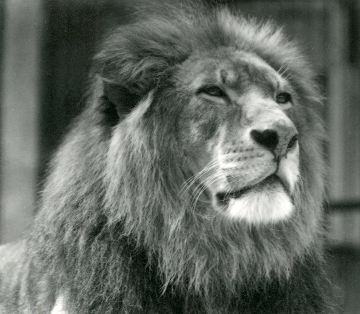 Samec lva Kuja v londýnské zoo v srpnu 1924 od Frederick William Bond