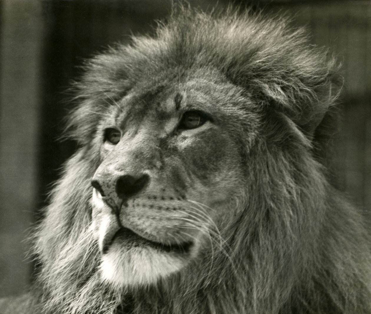 Samec lva Kuja v londýnské zoo v srpnu 1924 od Frederick William Bond