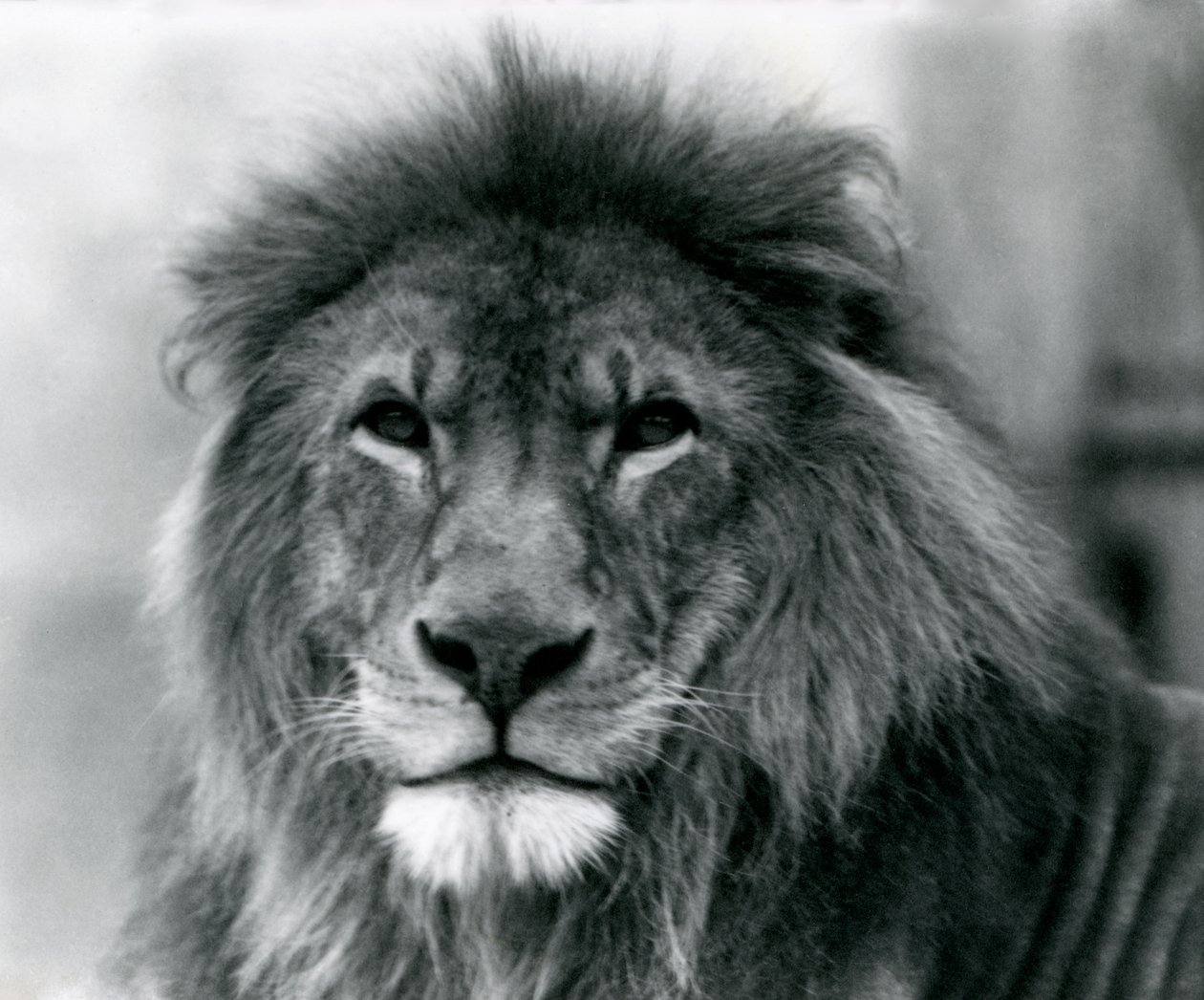 Samec Lion Kuja v londýnské zoo v lednu 1925 od Frederick William Bond