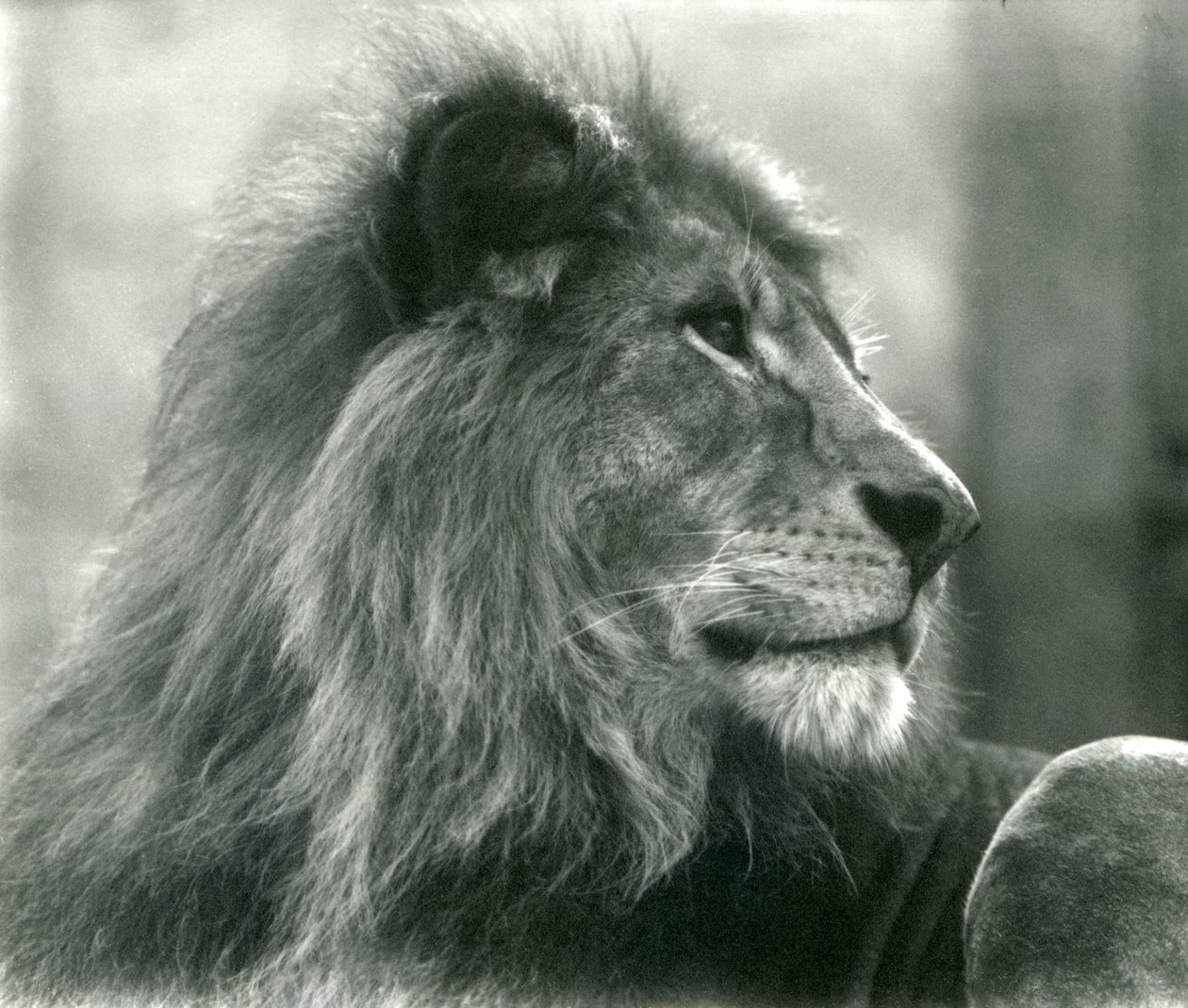 Samec Lion Kuja v londýnské zoo v lednu 1925 od Frederick William Bond