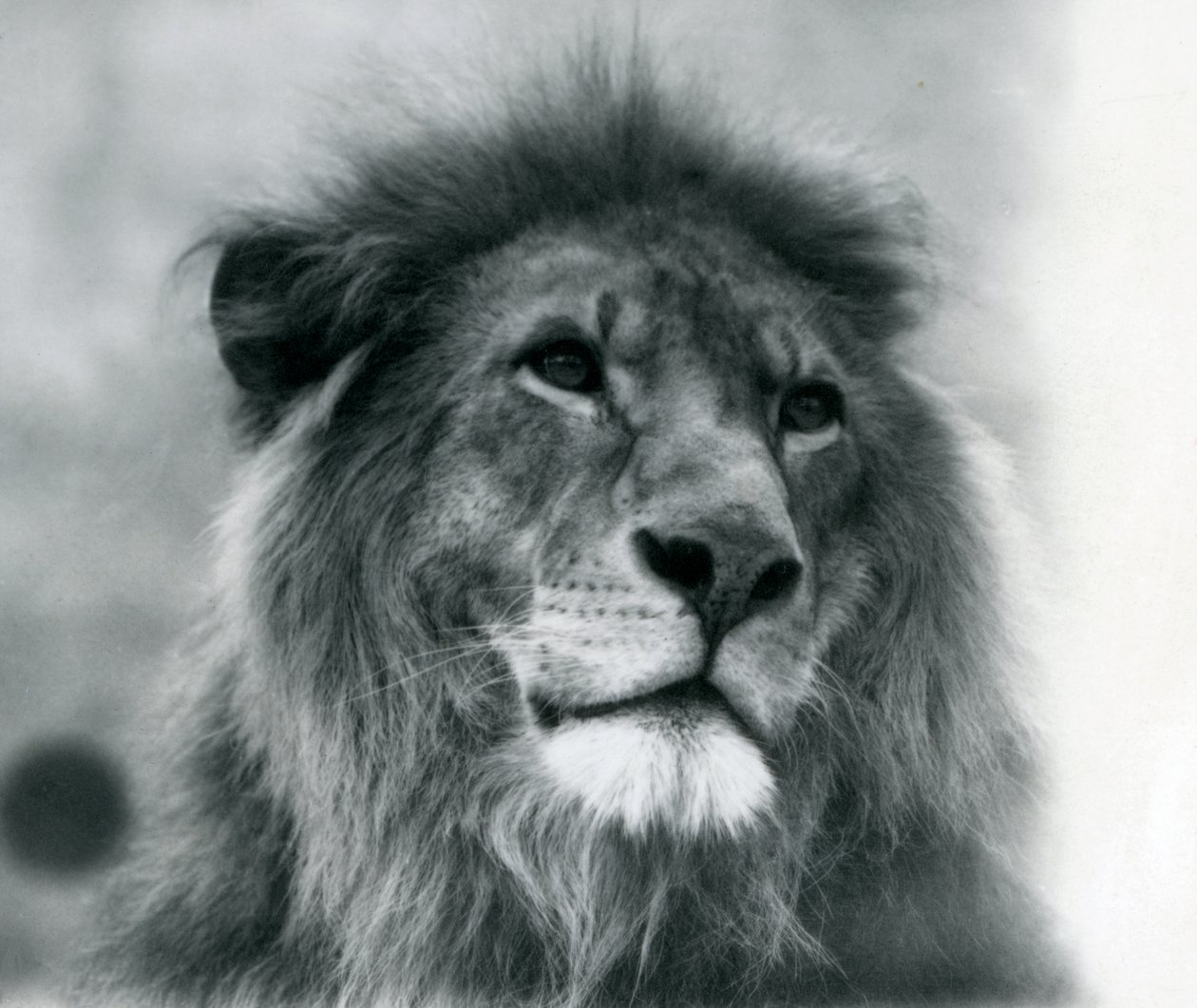 Samec Lion Kuja v londýnské zoo v lednu 1925 od Frederick William Bond