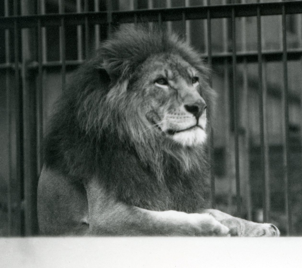 Samec lva Kuja ležící ve svém výběhu v londýnské zoo v lednu 1925 od Frederick William Bond