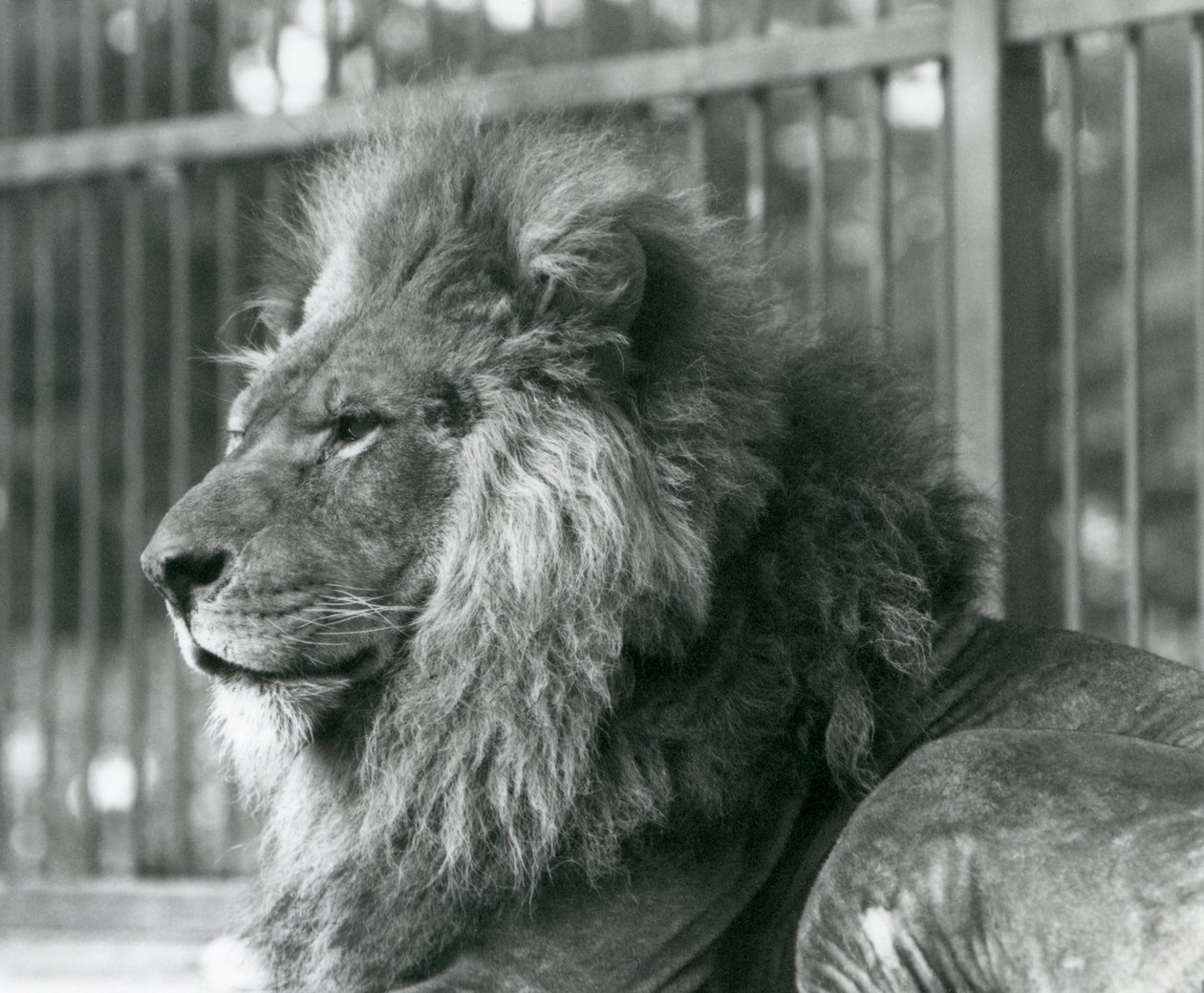 Samec Lion Toto ležící ve svém výběhu v londýnské zoo v září 1927 od Frederick William Bond