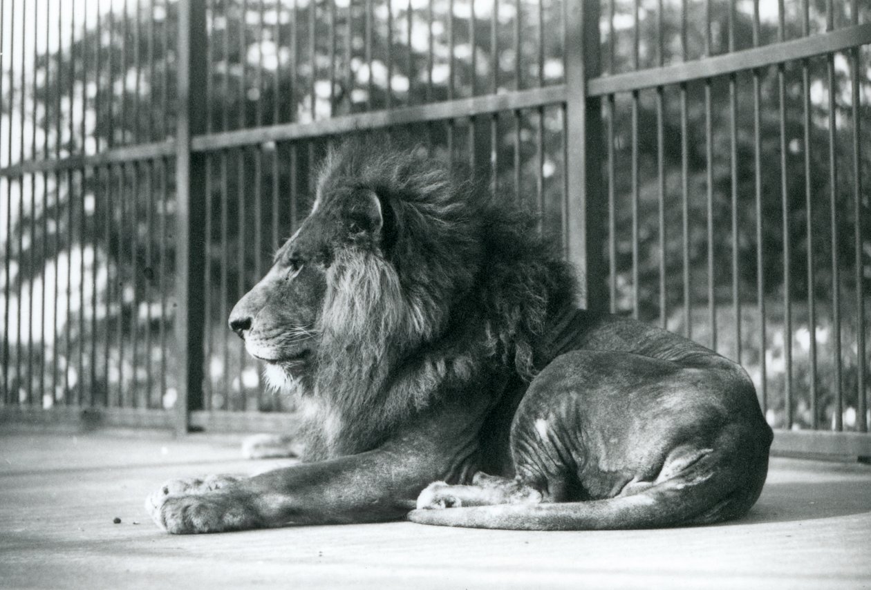 Samec Lion Toto ležící ve svém výběhu v londýnské zoo v září 1927 od Frederick William Bond
