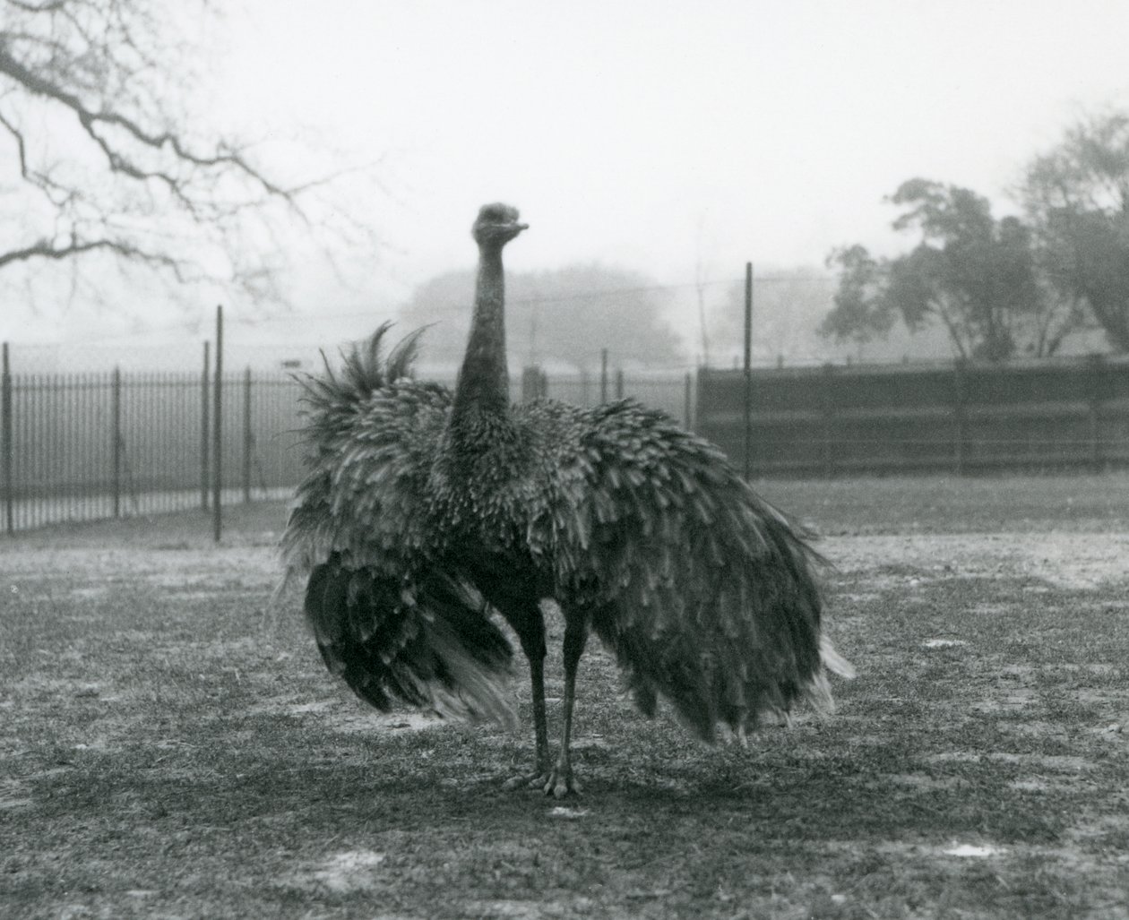 Zobrazení mužského hovoru v Greater Rhea, London Zoo od Frederick William Bond