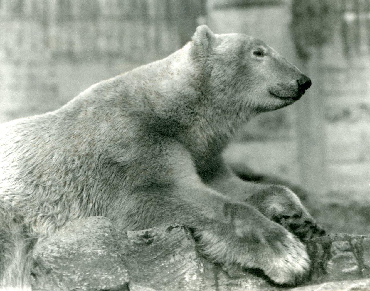 Polar Bear Sam odpočívá na skalách na Mappin Terraces, London Zoo, před rokem 1930 od Frederick William Bond
