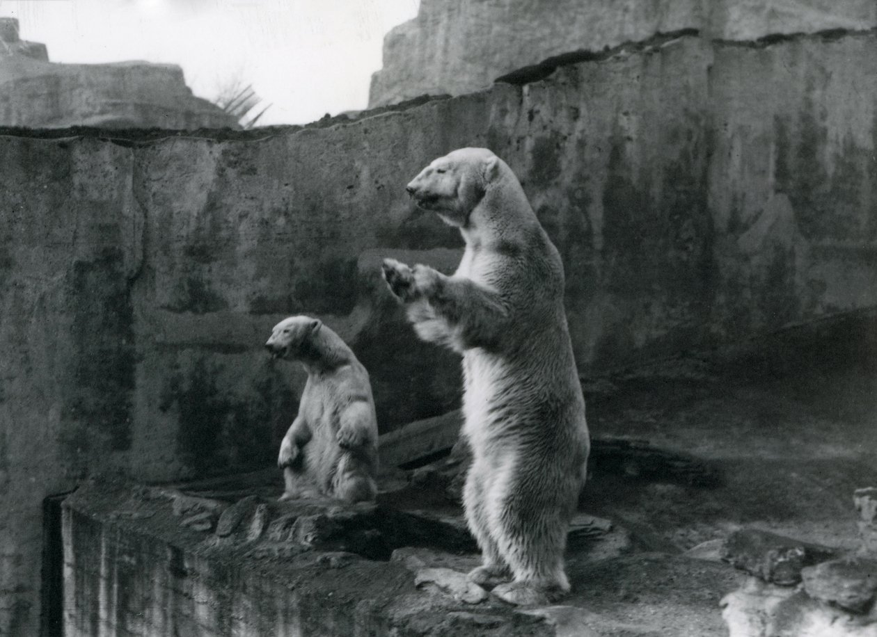 Lední medvědi „Sam“ a „Barbara“ stojí na zadních nohách a dívají se z výběhu v londýnské zoo, březen 1921 od Frederick William Bond