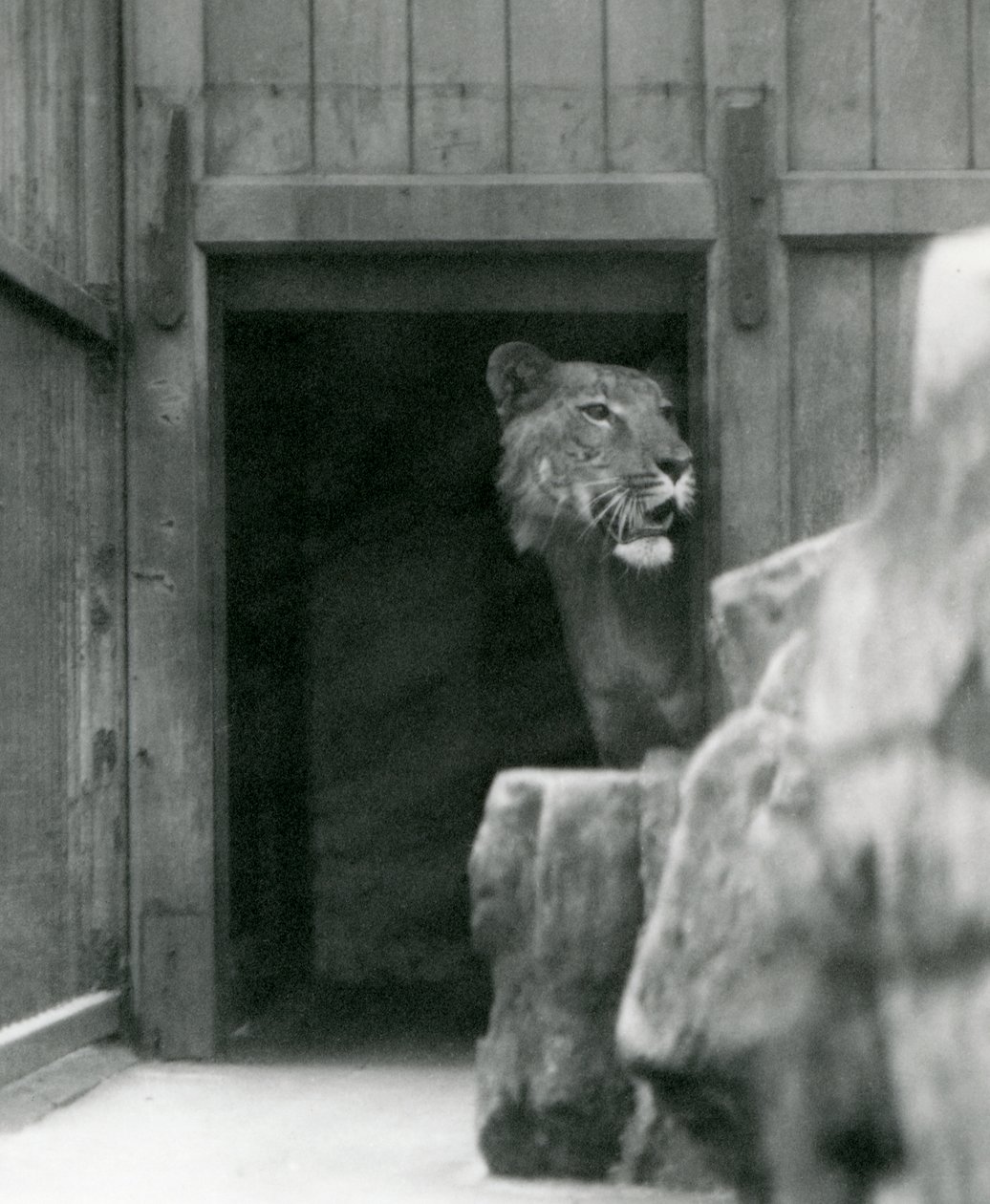 Ranji a samec Tigon, London Zoo, červenec 1924 od Frederick William Bond