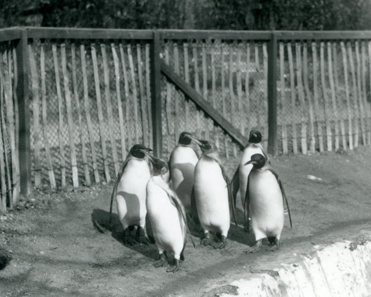 Šest tučňáků králových kráčejících vedle svého bazénu v londýnské zoo v roce 1927 od Frederick William Bond