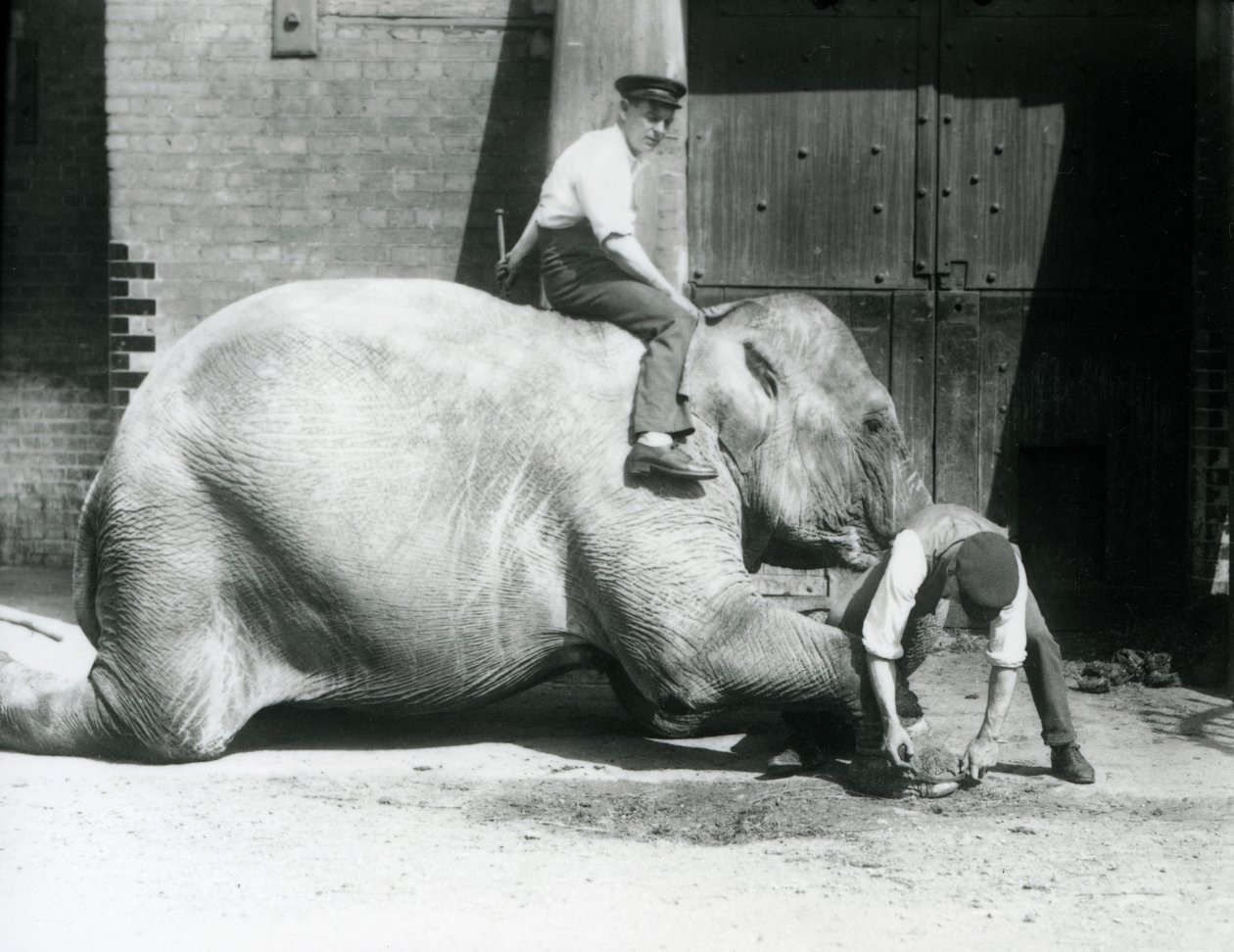 Sundermalah ořezává přední nohu jedním ošetřovatelem pilníkem, zatímco další sedí na zádech, Londýnská zoo, 1926 od Frederick William Bond