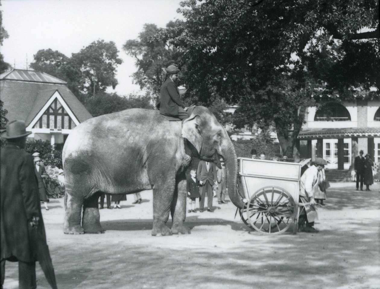 Syed Ali na koni Indiarani za vozíkem, Londýnská zoo, říjen 1925 od Frederick William Bond