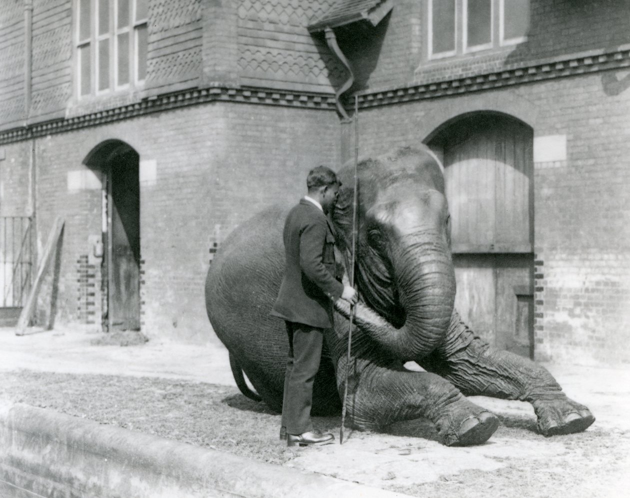 Syed Ali, trénující indiarani před Elephant House, Londýnská zoo, srpen 1923 (černobílá fotografie) od Frederick William Bond