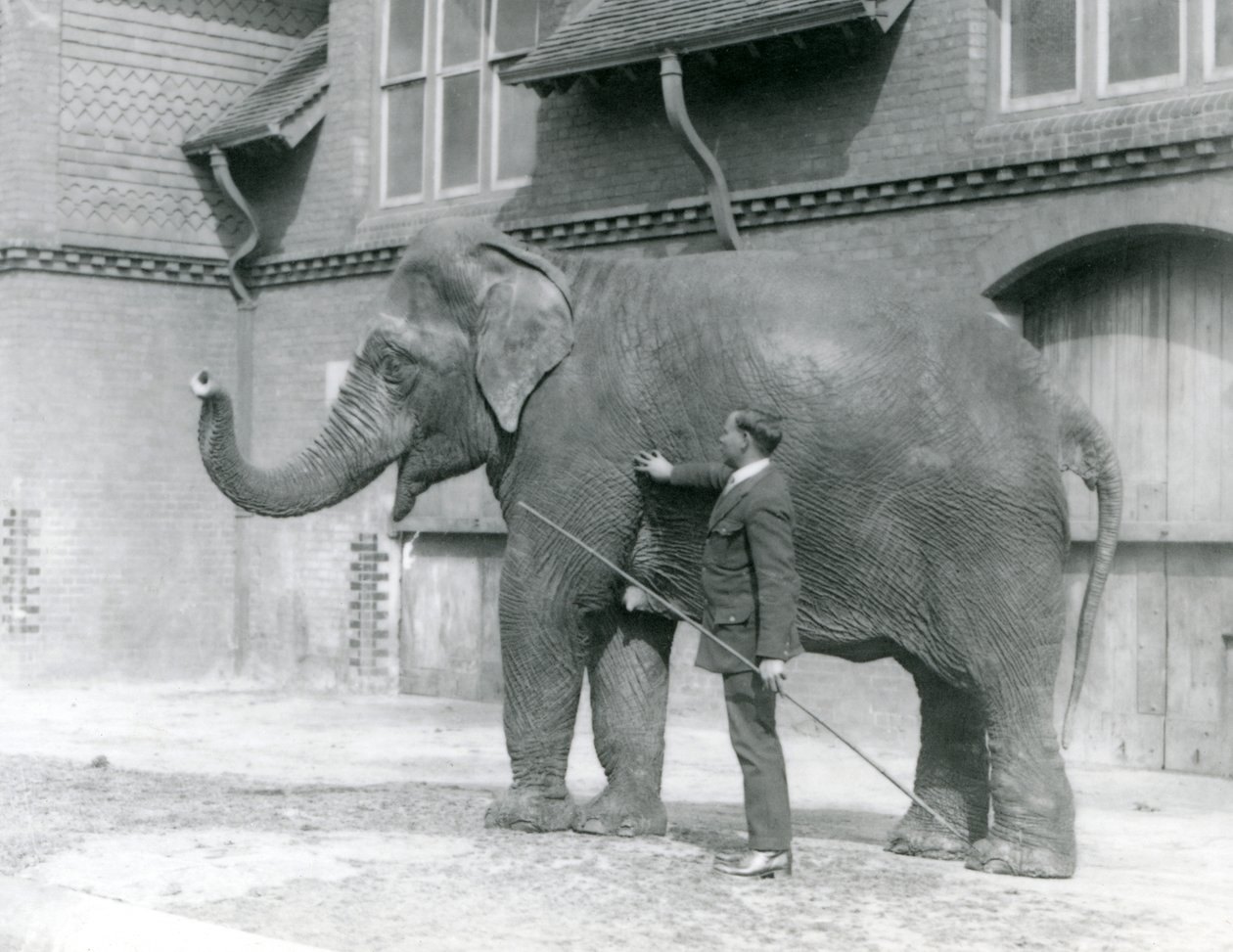 Syed Ali, trénující indiarani před Elephant House, Londýnská zoo, srpen 1923 (černobílá fotografie) od Frederick William Bond