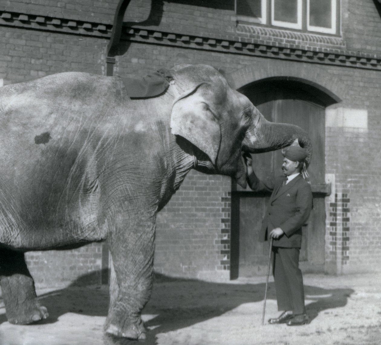 Syed Ali trénuje indiarani před domem slonů, londýnská zoo, říjen 1925 od Frederick William Bond