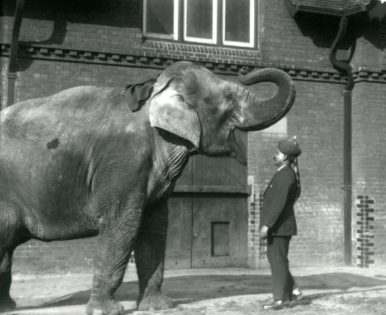 Syed Ali trénuje indiarani před domem slonů, londýnská zoo, říjen 1925 od Frederick William Bond