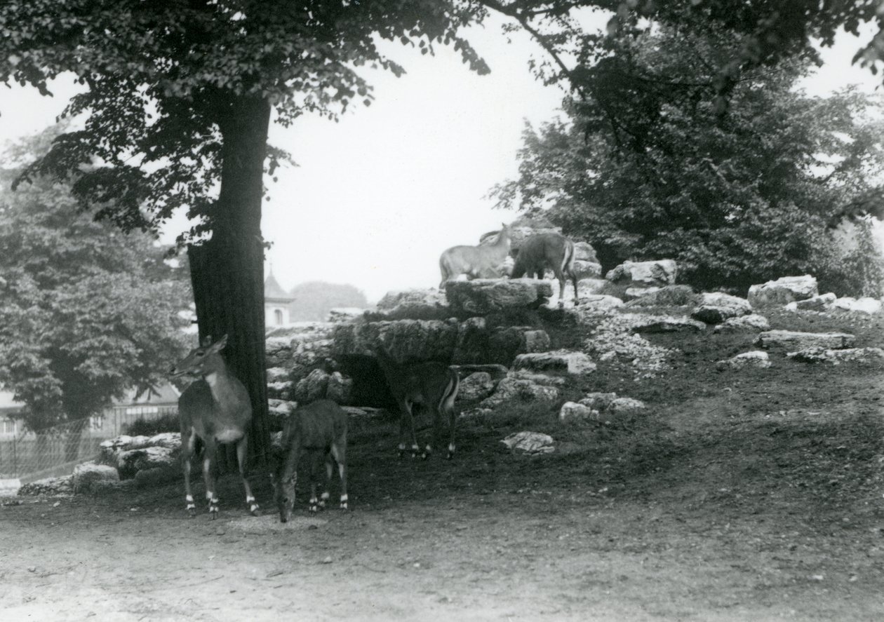 ElandAntelope Paddock v londýnské zoo v roce 1924 od Frederick William Bond