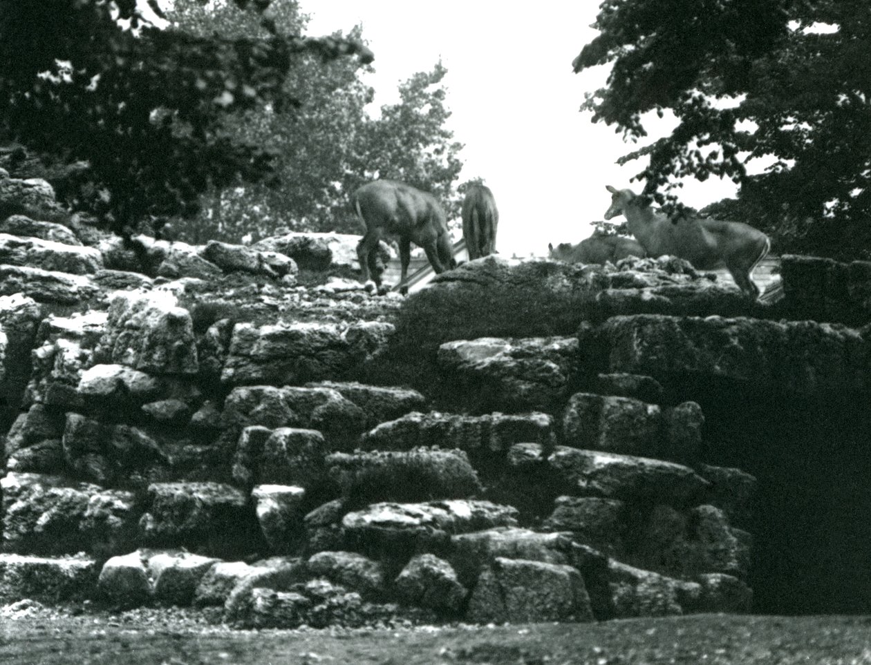 ElandAntelope Paddock v londýnské zoo v červnu 1924 od Frederick William Bond