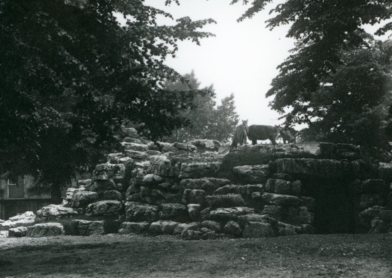 ElandAntelope Paddock v londýnské zoo v červnu 1924 od Frederick William Bond