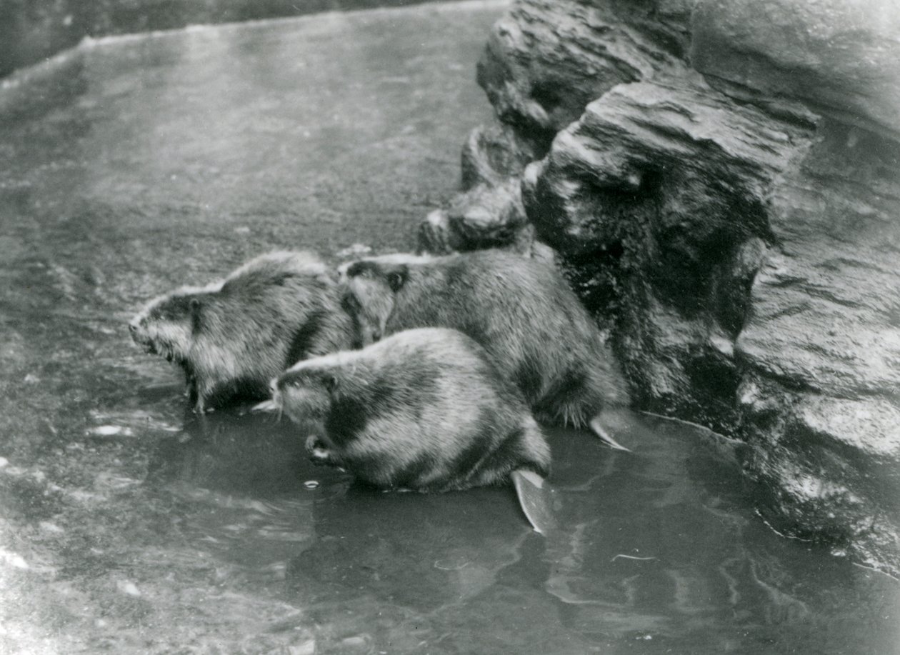 Tři bobři ve svém bazénu v londýnské zoo, 20. léta 20. století od Frederick William Bond