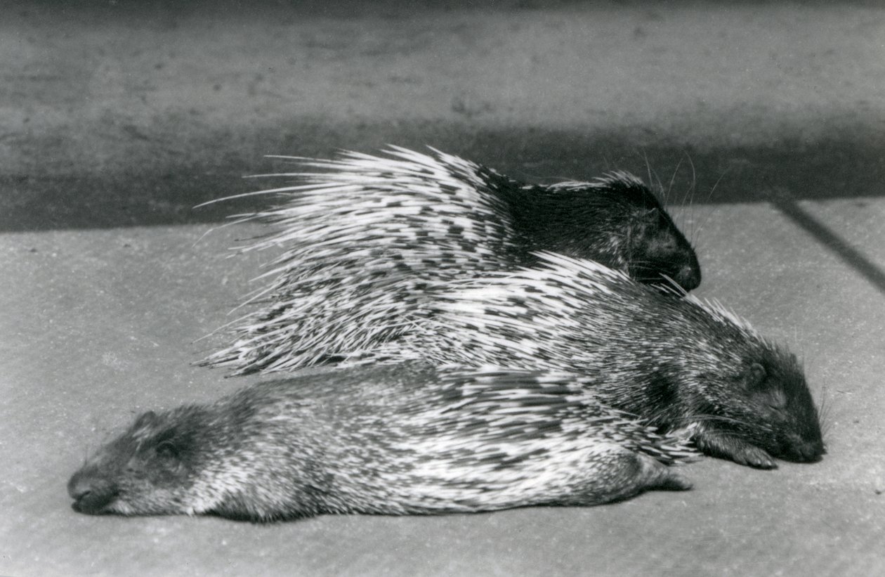 Three Cape South African Porcupines, London Zoo, 1925 od Frederick William Bond