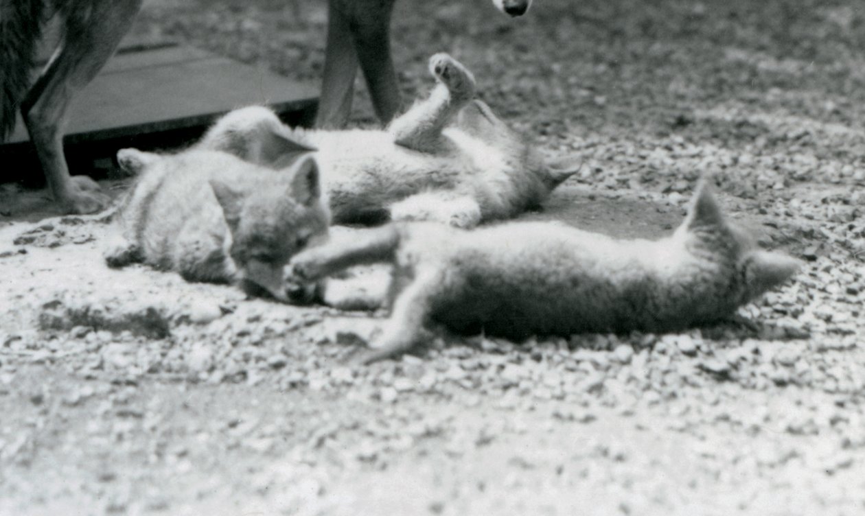 Tři kojotí mláďata válející se po zemi u matčiných nohou, londýnská zoo od Frederick William Bond