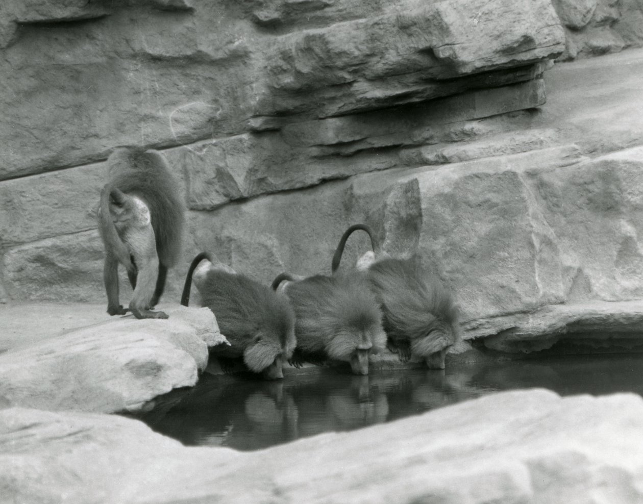 Tři posvátní paviáni pijí z bazénu ve svém skalnatém výběhu, zatímco čtvrtý jde pryč, Londýnská zoo, červen 1925 od Frederick William Bond