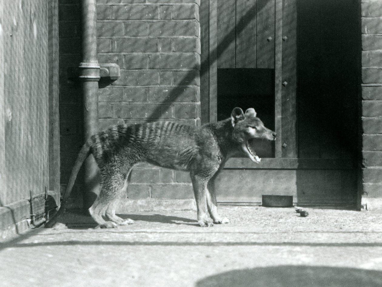Thylacine / vlk tasmánský v londýnské zoo v srpnu 1926 (černobílá fotografie) od Frederick William Bond
