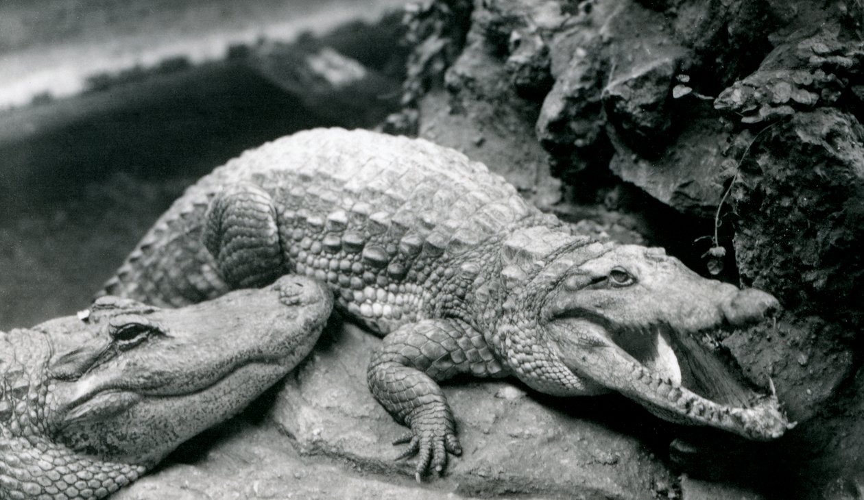 Dva američtí aligátoři v londýnské zoo, červenec 1914 od Frederick William Bond