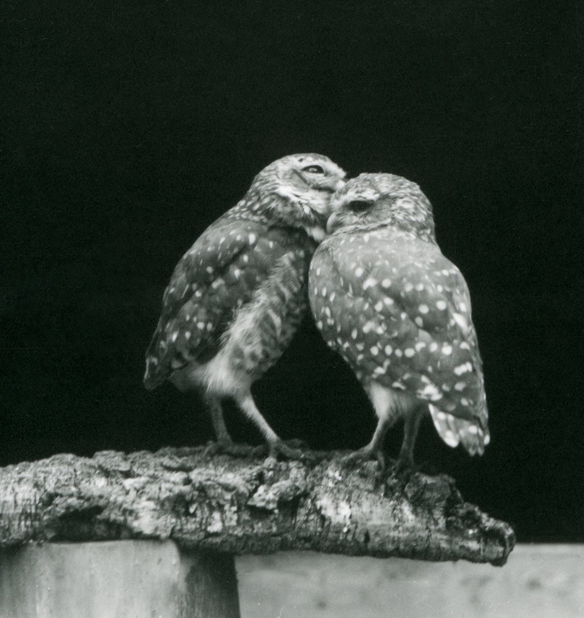 Dvě sovy hrabavé stojící proti sobě na konci větve, londýnská zoo, červenec 1926 (černobílá fotografie) od Frederick William Bond