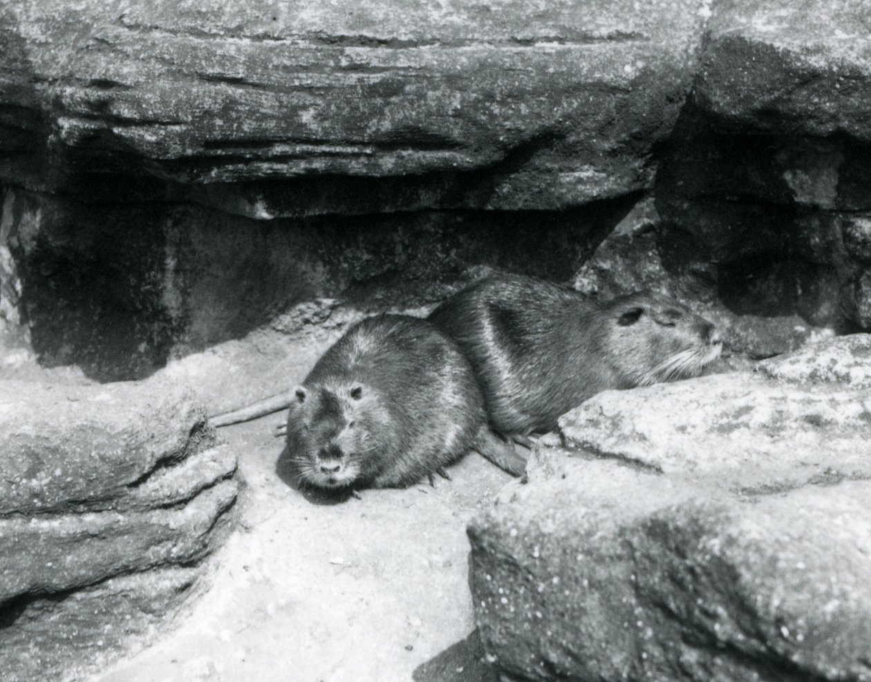 Dvě nutrie odpočívající mezi kameny ve svém výběhu v londýnské zoo, duben 1925 od Frederick William Bond