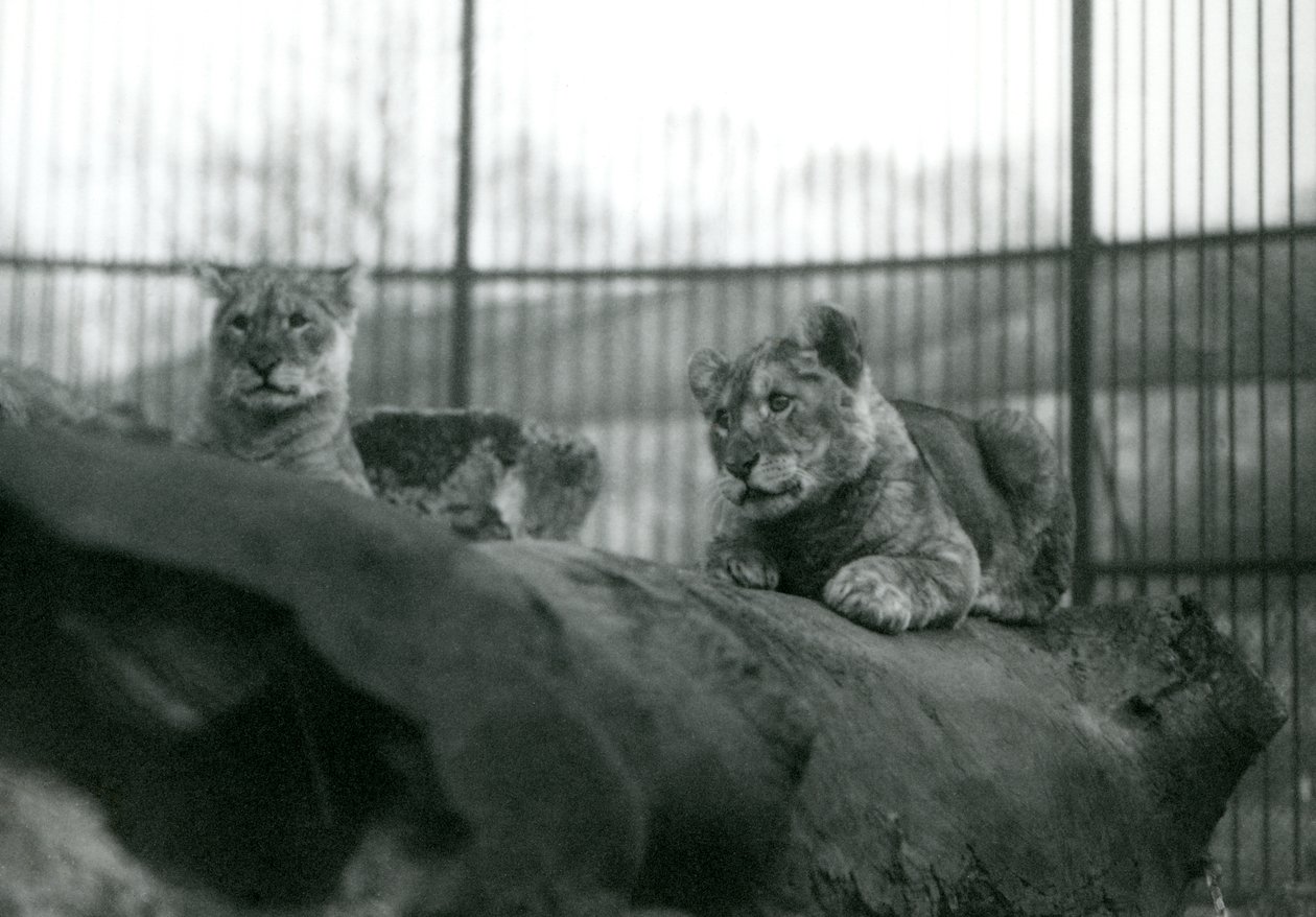 Dvě lvíčata, která se narodila ve zvěřinci, ve výběhu v londýnské zoo, duben 1924 od Frederick William Bond